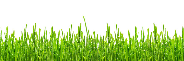 Fototapeta premium fresh spring green grass with drops of dew, isolated on white background, border design panoramic banner