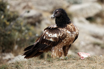 The bearded vulture (Gypaetus barbatus), also known as the lammergeier or ossifrage on the feeder. Subadult color scavenger on the rock.