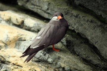 The Inca tern (Larosterna inca) sitting on the grey rocks in steep cliffs