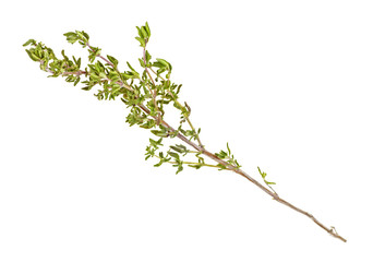 Thyme fresh herb isolated on a white background