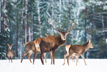 Winter wildlife landscape with noble deers Cervus Elaphus. Many deers in winter. Deer with large Horns with snow on the foreground and looking at camera. Natural habitat.