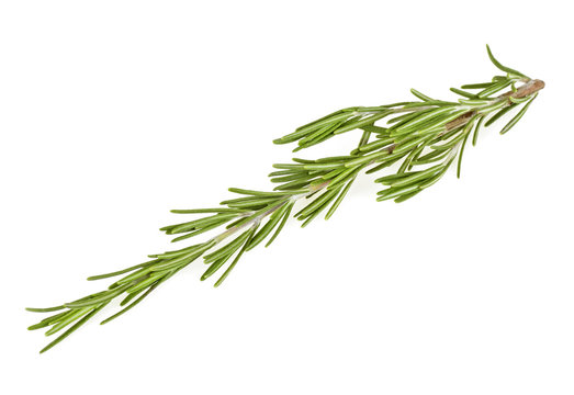Twig of rosemary isolated on a white background