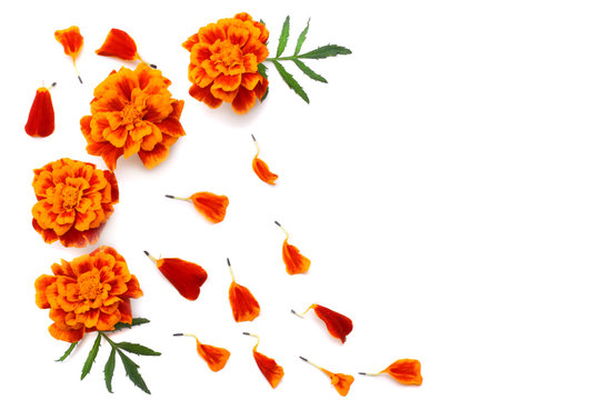 Orange Marigold flower, Tagetes erecta, Mexican marigold, Aztec marigold, African marigold isolated on white background