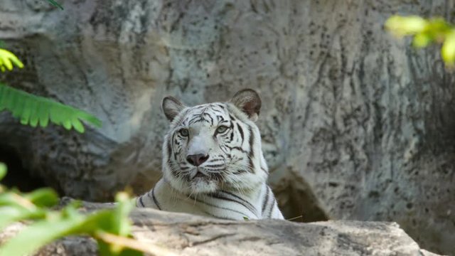 4k of Scary looking male white bengal tiger staring towards of you from inside the jungle