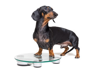 dog dachshund, black adn tan, on a scales, isolated on white background