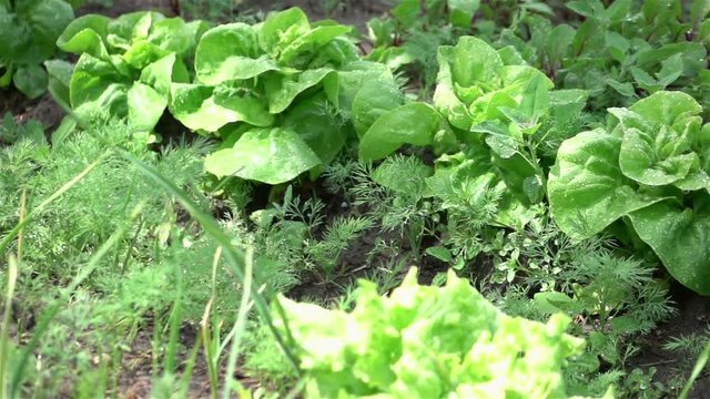  High quality video of vegetable plot in real 1080p slow motion 250fps