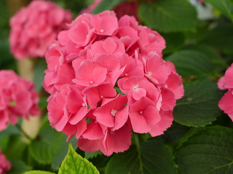 Hortensie