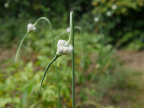 Knoblauch