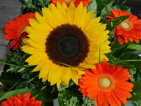 Sonnenblume mit Margeriten