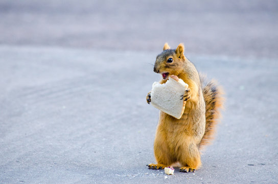 Squirrel Sandwich