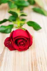 Red rose still life