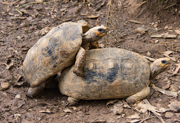 Obraz premium accouplement tortues