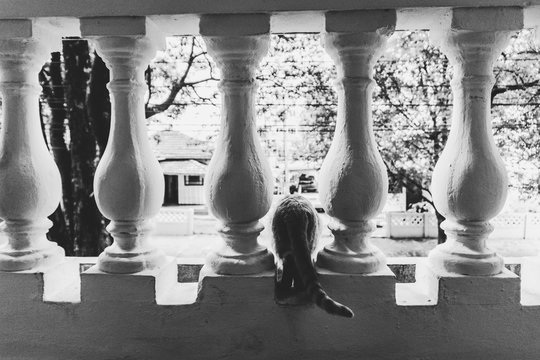 Gato na varanda espiando a rua