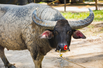 Portrait of asian big battle buffalo in paddock, Thailand