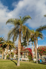 Palm trees in park in the city. Puerto Rico, Gran Canaria in Spain