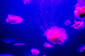 jellyfish