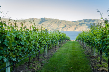 Vineyard on a Slope Leading Down to a Lake on a Spring Day. Okanagan Valley, Kelowna, BC, Canada.