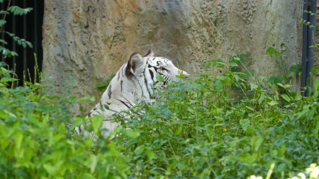 4k of a white bengal tiger prowling along inside the jungle