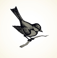 Vector drawing. Tits, sparrows and bullfinches on branches