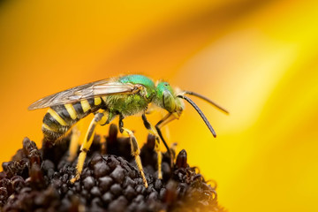 Green bee collecting pollen