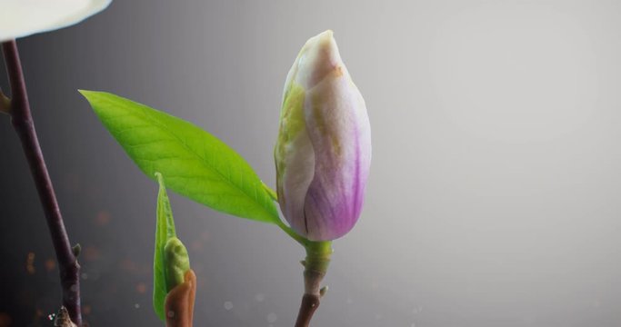 Magnolie Bl&uuml;te &ouml;ffnet sich Zeitraffer