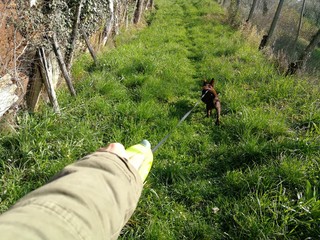 Cane al guinzaglio © fotoforfun