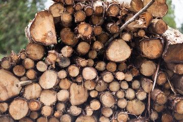 Holzstapel aus Baumstümpfen