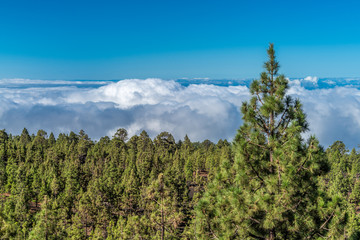 Kiefernwald auf Teneriffa in über 3000 Meter Höhe oberhalb der Wolken 