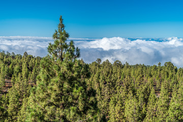 Kiefernwald im Teide Nationalpark auf Teneriffa &uuml;ber den Wolken