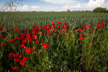 Poppies bush near cultivated field on a sunny day in the Po Valley. Castelnovo di Sotto Italy