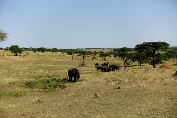 Fototapeta na wymiar Elefanten Herde Serengeti