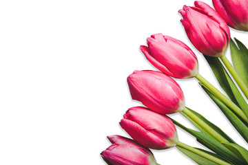 Pink tulip flowers isolated on white background.