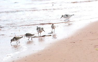 Sanderlings looking for food