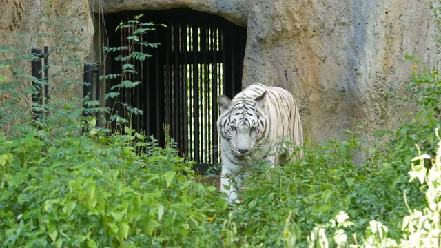 4k of a white bengal tiger prowling along inside the jungle