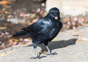 Krähe mit Futter im Schnabel