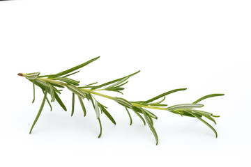 Fototapeta premium Rosemary isolated on white background, Top view.
