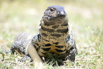 Lagarto Overo II