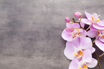 Pink orchid flower on a gray textured background, space for a text.