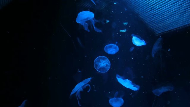 Many small jellyfish slowly swimming underwater. Changing color light