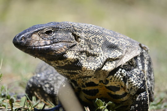 Lagarto overo