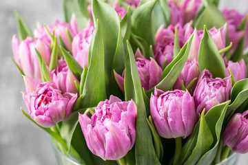 bunch of purple tulips on light gray. spring flowers, grown in Holland