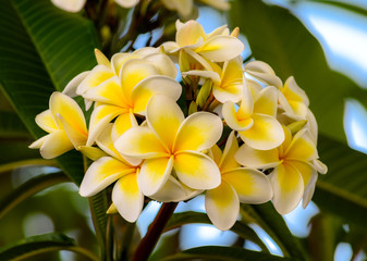 Fallen - Yellow and White Frangipani Flower
