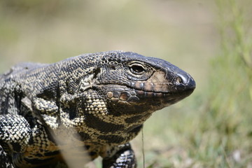 Fototapeta premium Lagarto Overo III