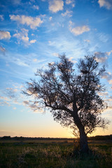 Italian countryside landscape at sunset