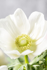 Obraz premium Close-up of a white anemones. Flowers of winter season. Stamens and pistils. Great light background. Macro.