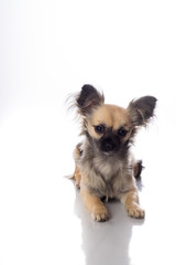 Cute little chihuahua long haired with butterfly ears isolated in white background