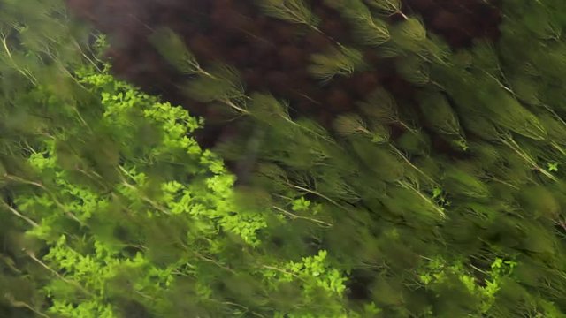  Algas o Plantas acuaticas en  Rio