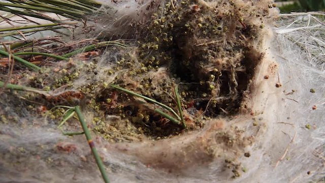 Orugas en el interior de un Saco o Nido de Procesionaria