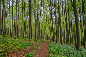 forest path under beech trees, Germany