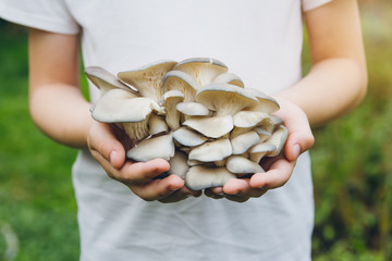 Child holds the hands of a bunch of oyster mushrooms